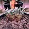 avonia   alstoni 《M size》※愛くるしさ柔らかさを感じる堪らない冬の人気者‼︎※ mad black pot植え　※限定1株