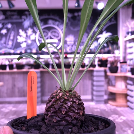 euphorbia    bupleurifolia《鉄甲丸》M  size  ※mad  black  bowl  pot植え
