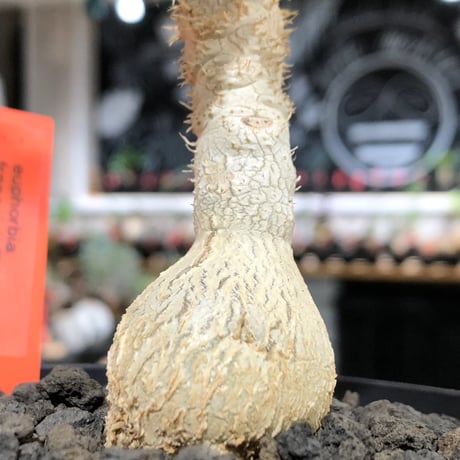 euphorbia francoisii《大きめS size》※現地球株発根済※稀なほど美しい白さと愛らし過ぎるまん丸ボディーが堪らない‼︎花付きも良き一株※black bowl pot植え