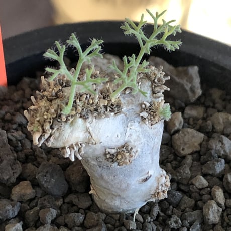 sarcocaulon peniculinum《大きめS size》激希少種※現地球発根後店主国内管理5年株※堪らないほど極白の美しい一株※mad black pot植え