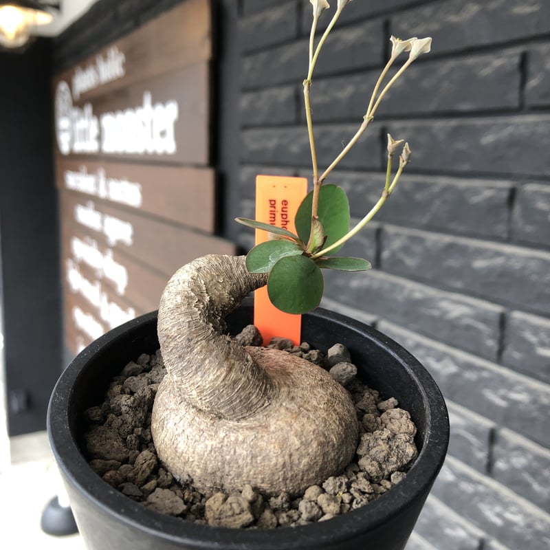 【現地球／管理良好】ユーフォルビア　プリムリフォリアODDROOTS管理株 euphorbia primulifolia《大きめM size》※現地球発根後店主国内