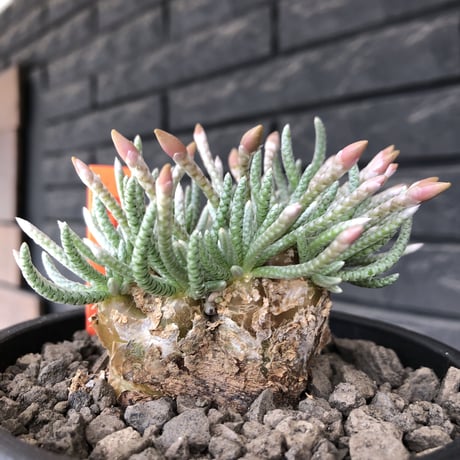 avonia  alstonii《XL size》※現地球発根後店主国内管理13年株※年代物且つ驚愕big株‼︎二度と手に入らないサイズ感‼︎ver.white花※ mad black pot植え