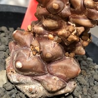 othonna herrei《L size》※現地球株発根済※ウェイト低く極太株となりボコボコ突出感も強い立体樹形‼︎※black pot植え