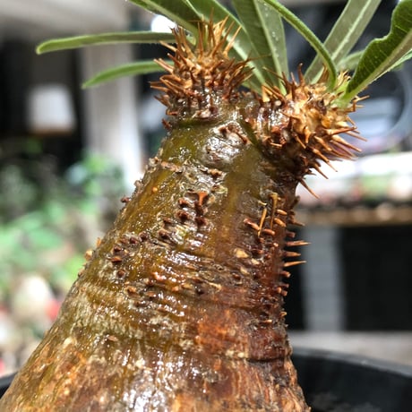 pachypodium gracilius《大きめS size》※現地球株発根済※激希少green＆red2色持ちに現地焼けも相まったサイズ感以上の存在感※black bowl pot植え