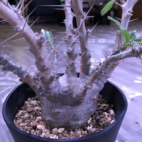 packypodium  saundersii《L L  size》発根済み株‼︎