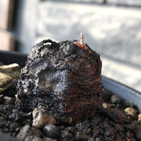 cyphostemma adenocaule《 大きめM size》※現地球発根後店主国内管理3年株※希少種‼︎小振りでも黒味が強く味深き表皮ごwildな一株※mad black pot植え