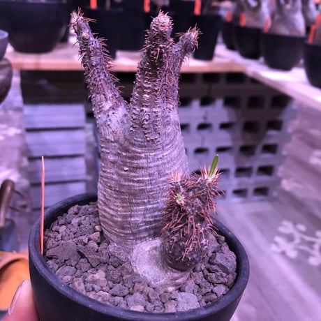 packypodium  gracilius《大きめS  size》W-he'd株※現地球発根済み株‼︎※ぼってり樹形の上、二分頭balance良きグラキ※mad black bowl pot植え