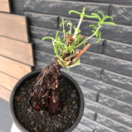 mestoklema  tuberosum《M size》※現地球発根後店主国内管理3年株※仁王立ちなツベローサムらしい樹形‼︎冬季も動く唯一無二な希少灌木※mad black pot植え