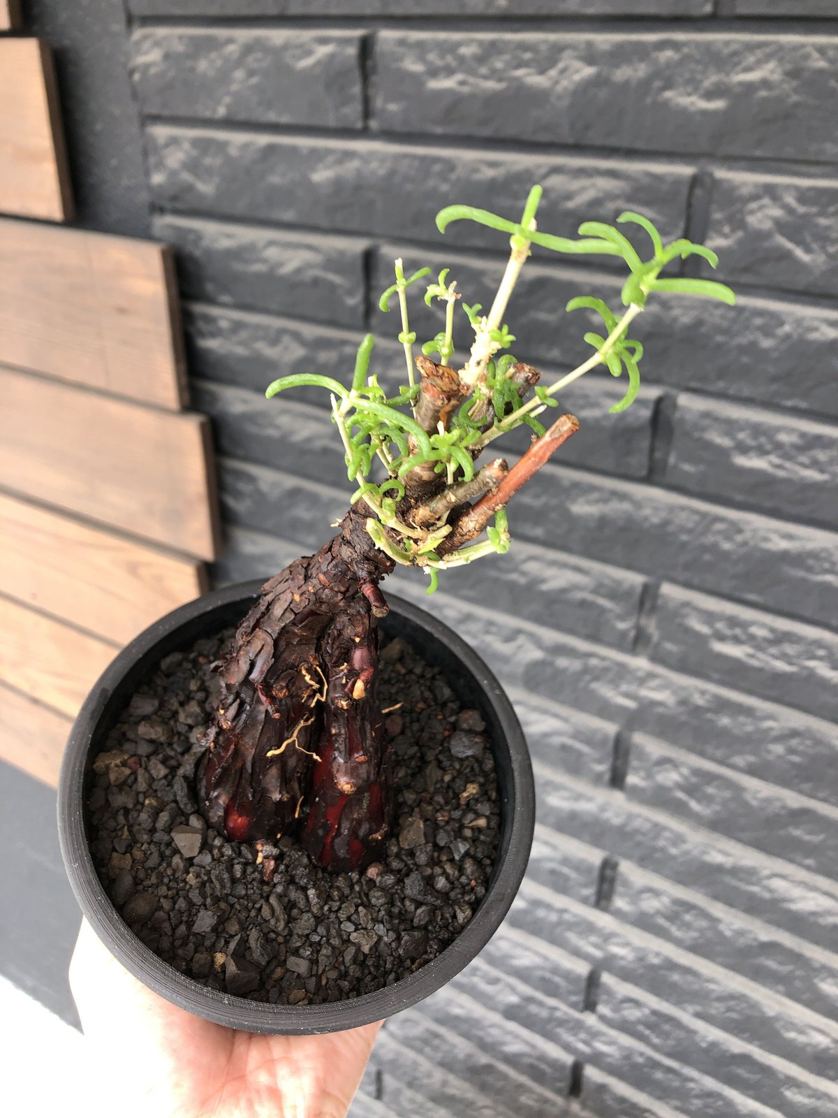 巨大　メストクレマ　ツベローサ　発根済み 巨大 メストクレマ ツベローサ 発根済み 【公式通販】