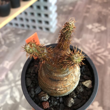 pachypodium  gracilius《大きめS size》一部緑赤肌＆現地焼け株※現地球発根済株※店主国内管理2年株※良balance立体的ボコボコ表皮の選抜株※mad black pot植え