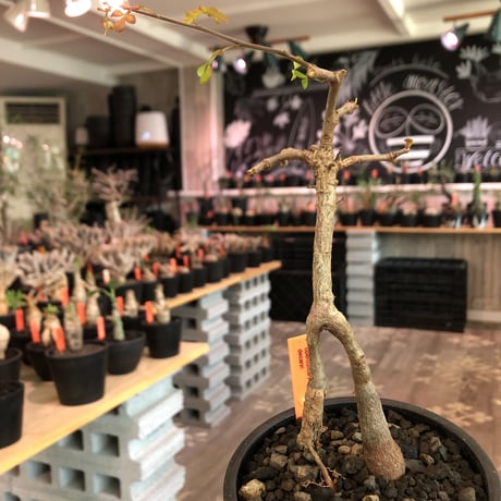 operculicarya decaryi  littmon seed🌱 《3年株》※成長早く感じ育てられる上、幹上がり仕立てのインテリア性高き一株※mad  black  pot植え