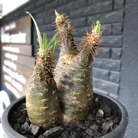pachypodium  gracilius《M size》希少‼︎ニ頭枝w-he'd＆極green肌株※現地球発根後店主国内管理2年株※極green肌良樹形双頭株※mad black pot植え