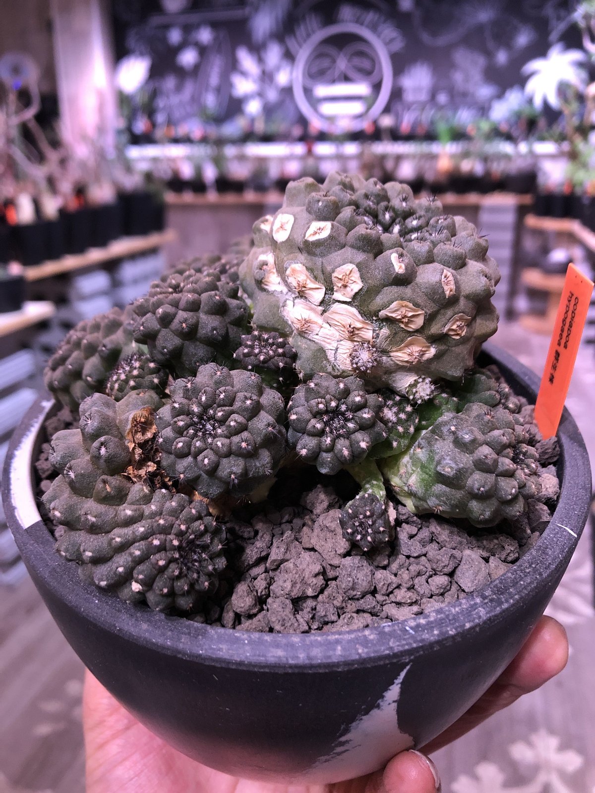 【美株】コピアポアヒポガエア 国内実生 塊根植物 サボテン 陶器鉢入 コピアポアヒポガエア | STORES