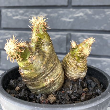 pachypodium gracilius《M size》※現地球株発根済※希少‼︎w-he'd＆極green肌で愛らしいぼってり樹形※black pot植え