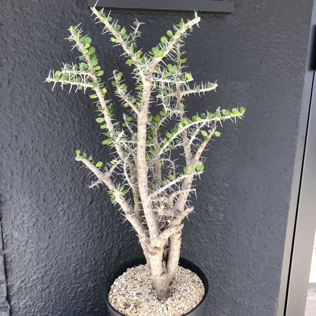 alluaudia    comosa《XL size》