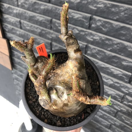 pachypodium gracilius《L size》※現地球発根後店主国内管理4年株※ぼってり偏平樹形にガクガク枝振りが堪らない一株‼︎※mad black bowl pot植え