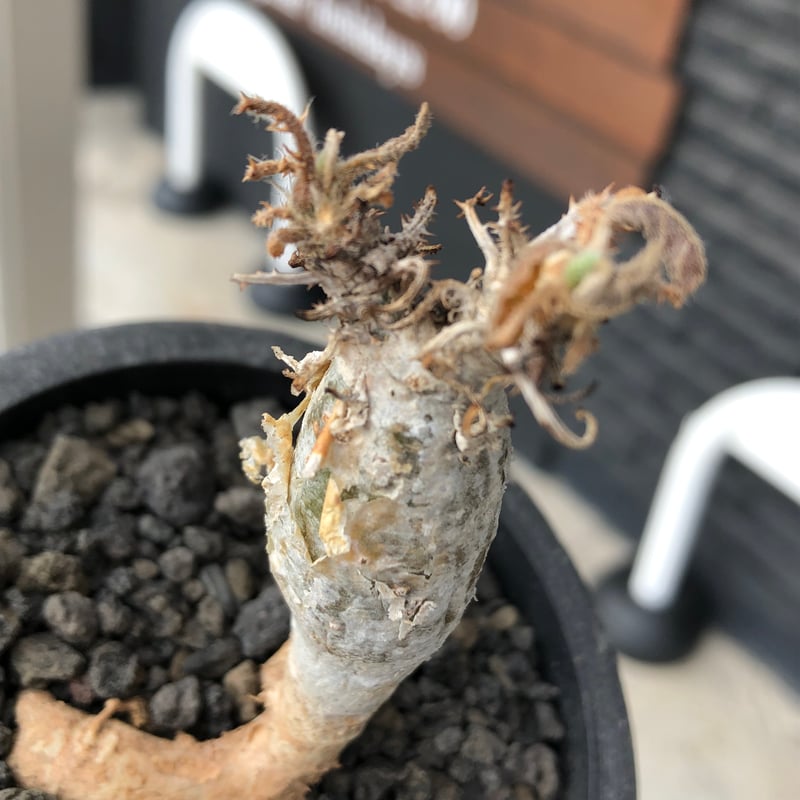 sesamothamnus rivae《大きめS size》※現地球株発根済※小振り現地球株は