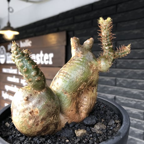 pachypodium gracilius《小さめL size》希少‼︎極green＆現地焼け&w-he'd株※現地球株発根済※渾身の一株※black bowl pot植え