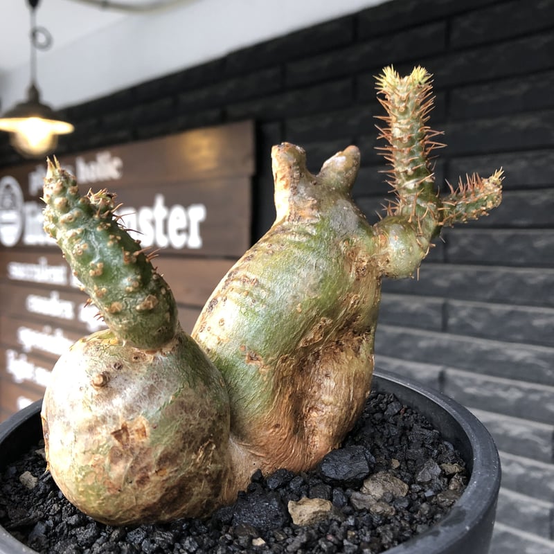 pachypodium gracilius《小さめL size》希少‼︎極green＆現地焼け