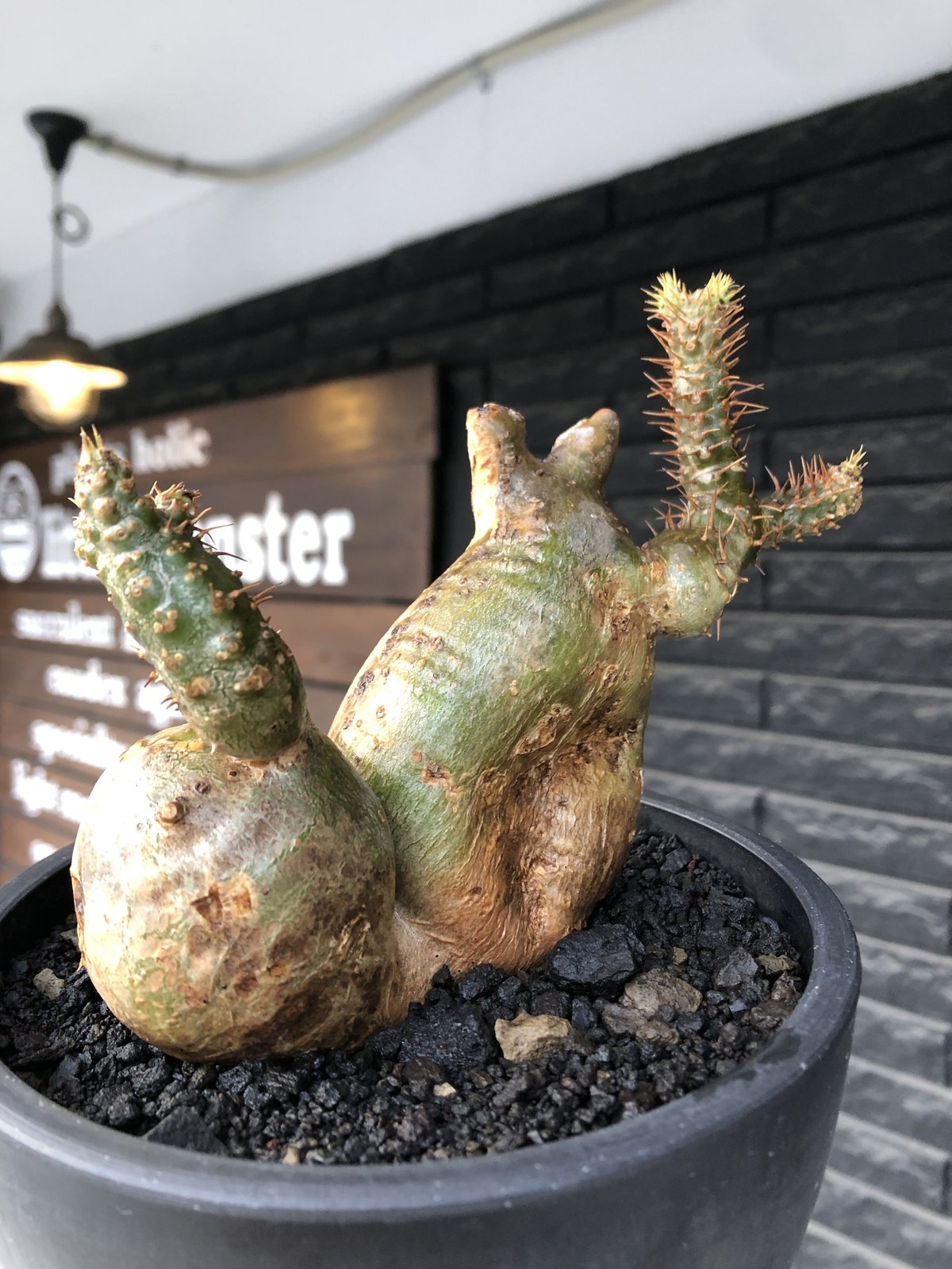 pachypodium gracilius《小さめL size》希少‼︎極green＆現地焼け