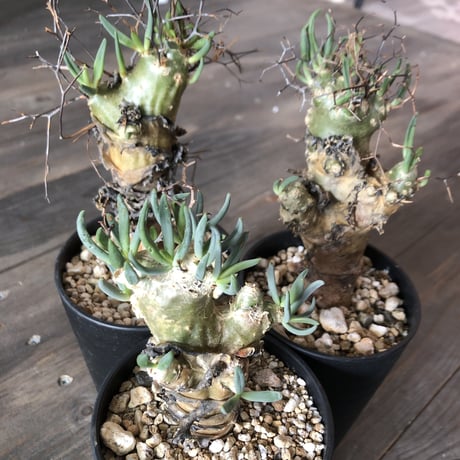 tylecodon  reticulatus《万物想》