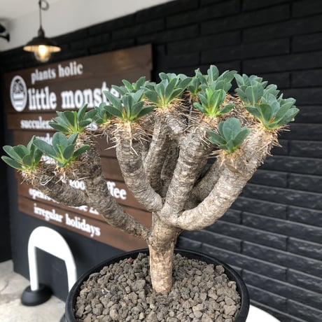 euphorbia  guillauminiana《大きめM size》※現地球発根後店主国内管理4年株※個体差としての大変枝振りも良く美しい白肌が堪らない※mad black pot植え