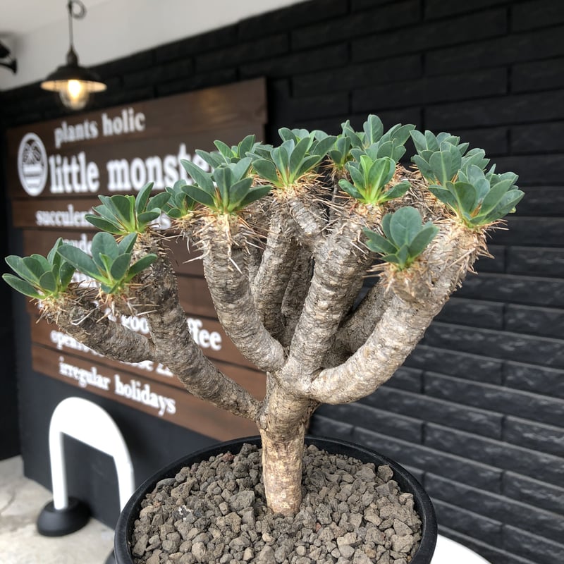 euphorbia guillauminiana《大きめM size》※現地球発根後店主国内