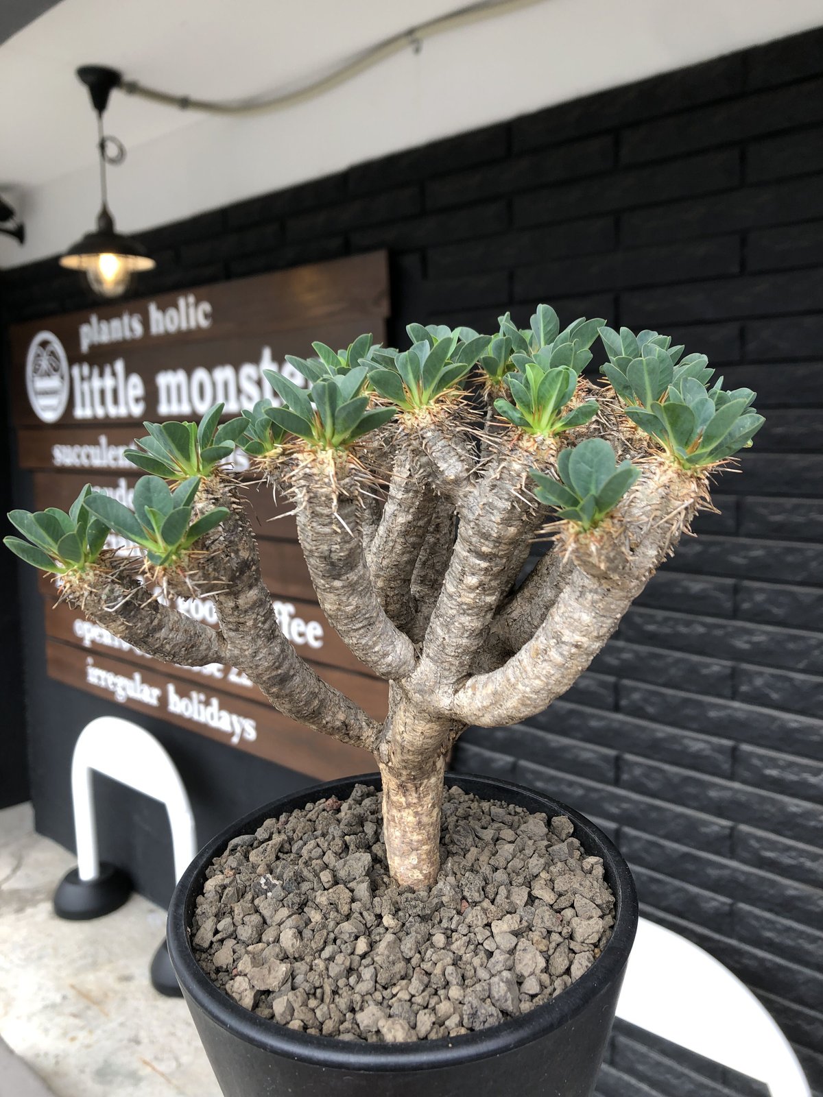 本日限定 ギラウミニアナ 現地球 本日限定 ギラウミニアナ 現地球 2025年最新】ギラウミニアナ 現地球の