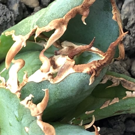 agave titanota  白鯨陽炎type《S size》※現地球株発根済 ④※唸り良き鋸歯に幅広肉厚タイプ※black pot植え