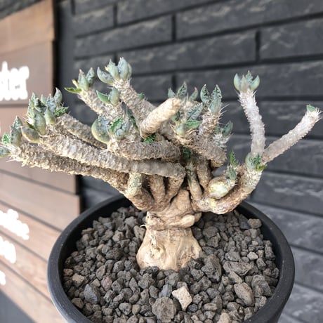 euphorbia tulearensis《 L size》※現地球発根後店主国内管理3年株※bigサイズ‼︎希少性No.1塊根ユーフォルビア‼︎※mad black pot植え