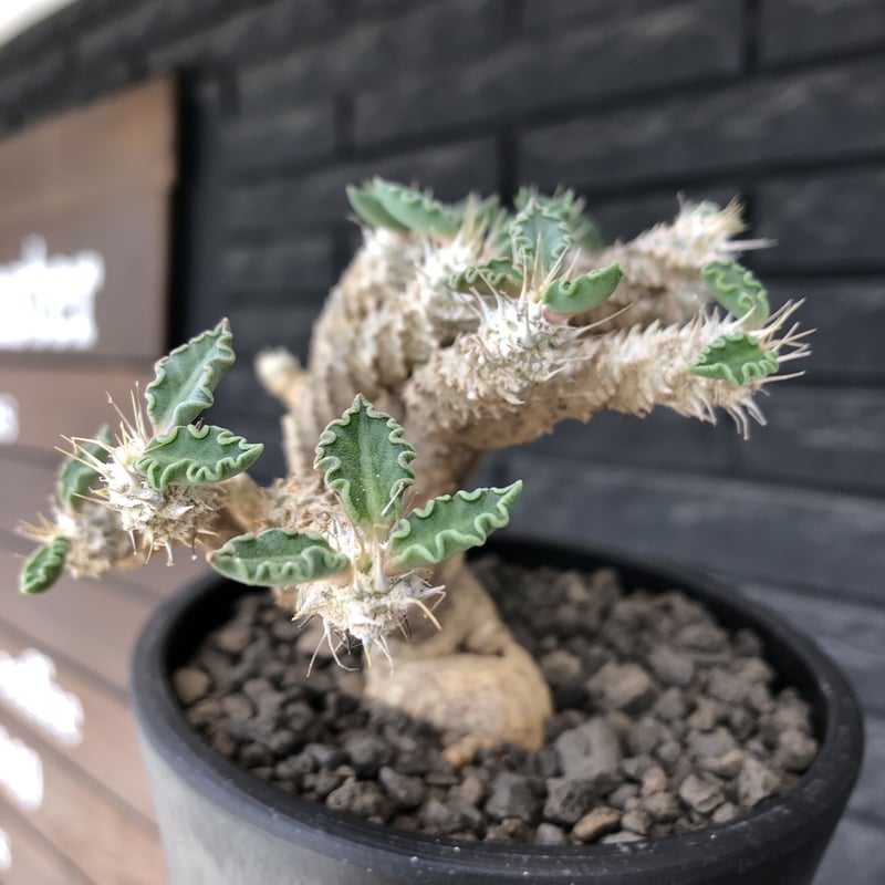 euphorbia tulearensis《 M size》※現地球発根後店主国内管理2年株※
