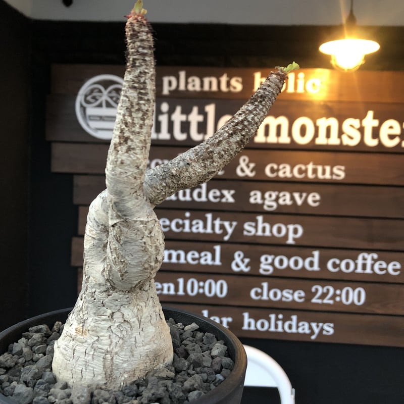 ユーフォルビアクラビゲラ現地球発根株(鉢ラベル付き)