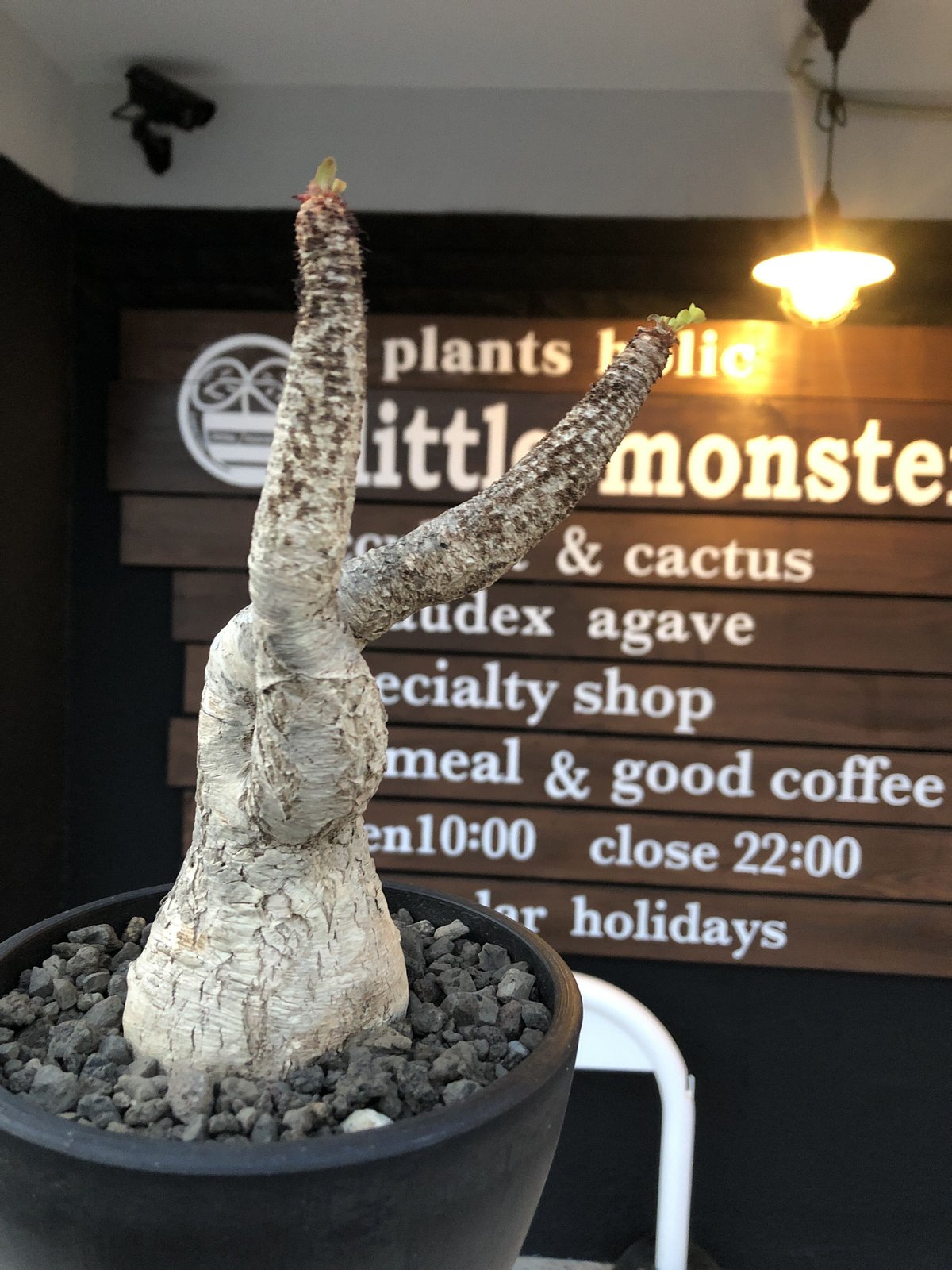 euphorbia ramena《 XL size》※現地球発根後店主国内管理9年株