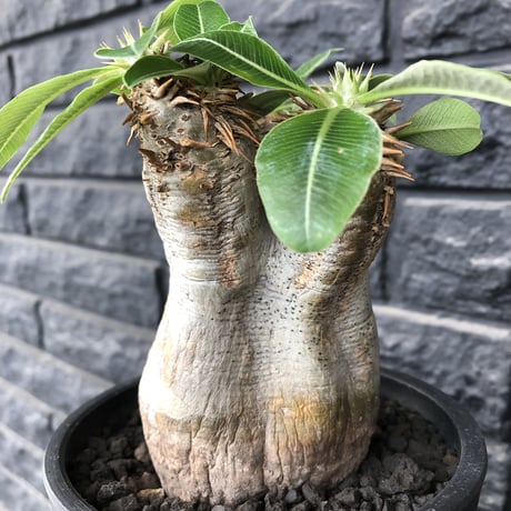 packypodium   roslatum var. eburneum（M size）※現地球発根済※店主国内管理4年株※ぼってり樹形で愛くるしさが堪らないエブレ‼︎※mad black pot植え
