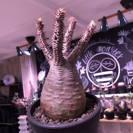 packypodium  gracilius《M  size》※現地球発根済株‼︎※四つ枝で大変balance良き株のぼってり感も主張された選抜株‼︎手乗りサイズ‼︎※mad black pot植え