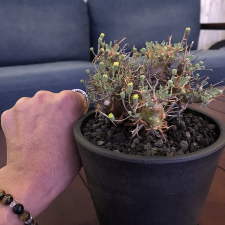 othonna   euphorbioides《M  size》mad black pot植え　極太幹&極美株‼︎  店主管理４年株