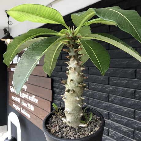 pachypodium  baronii《L size》※激希少‼︎現地球発根後店主国内管理6年株※荒い太いstudsみたく大きな葉&太幹がwildな一株※mad black pot植え