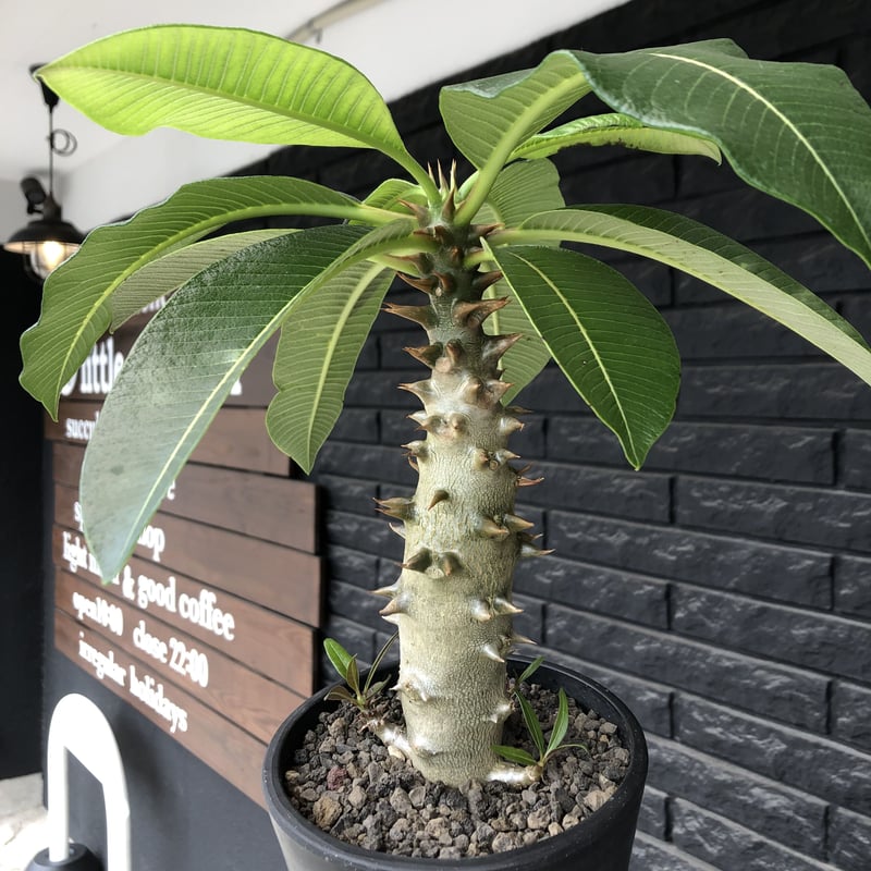 Pachypodium 現地球 pachypodium bispinosum 《小さめM size》※現地球発根後店主国内