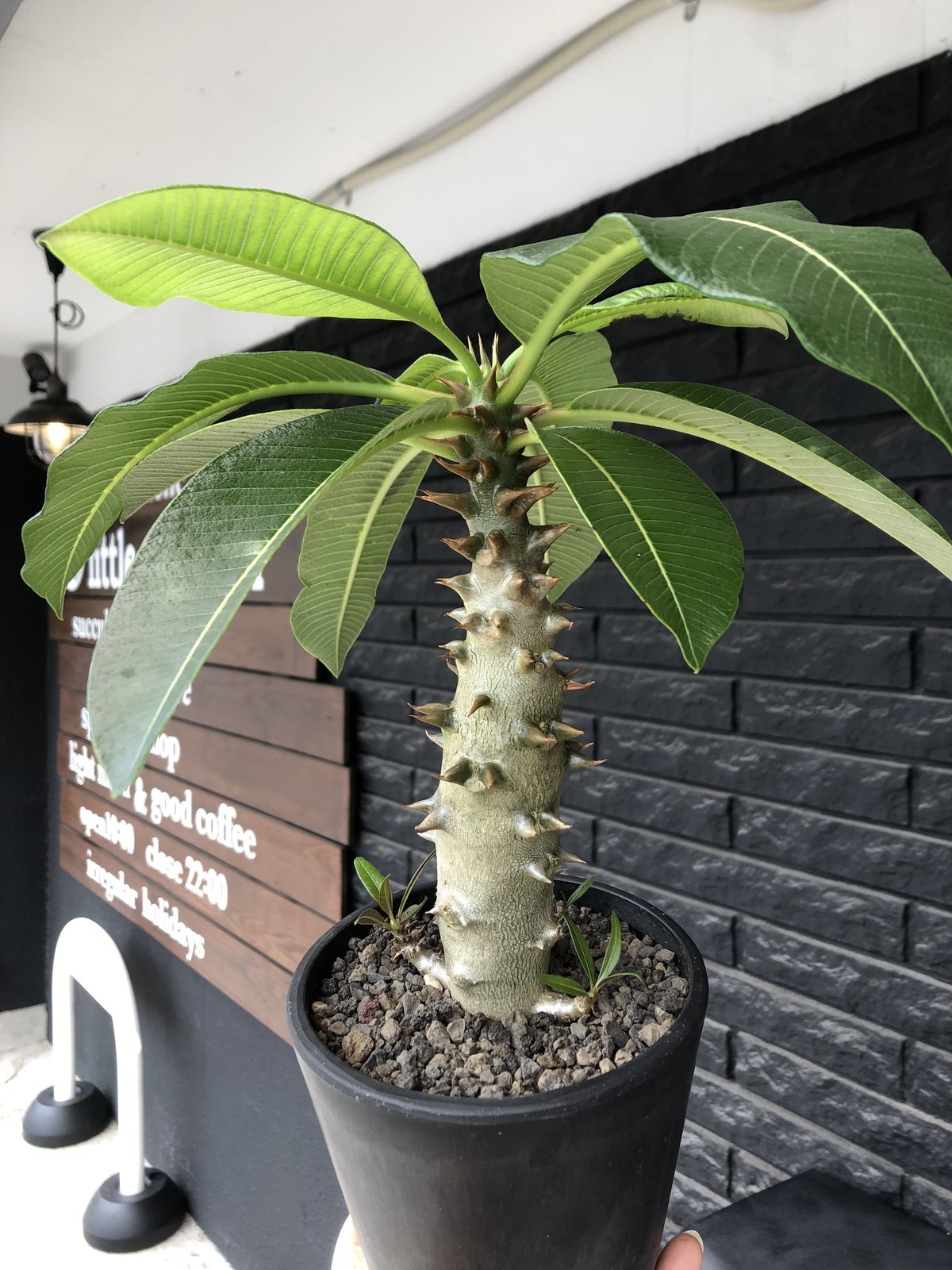 パキポディウム　バロニー パキポディウム バロニー実生株025 Pachypodium baronii | Sunny