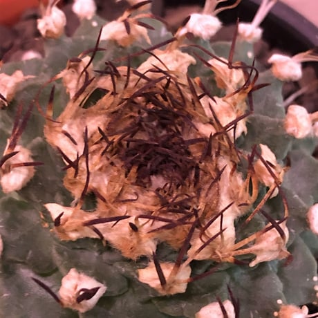 turbinicarpus  alonsoi《L size》希少現地球発根済株※店主国内管理8年株※大変ビッグ且つ樹形balanceも良く最高株※mad black bowl  pot植え