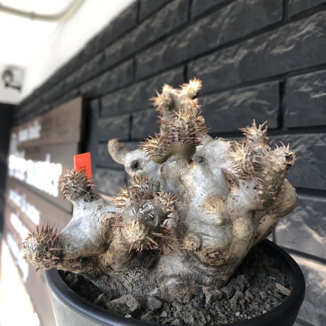 pachypodium brevicalyx《L size》希少‼︎白肌株※現地球発根後店主国内管理6年株※低重心&ゴツゴツ樹形の抜群な装いに美しい白肌が堪らない※mad black pot植え