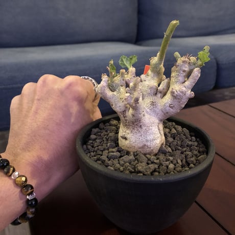 pterodiscus  luridus《M size》枝ぶり良きでっぷり白肌美株‼︎  ※mad  black  bowl  pot植え
