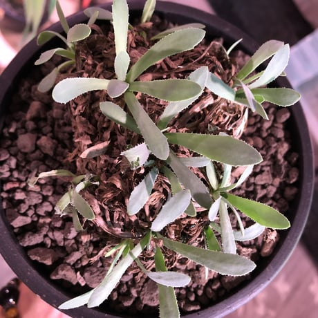 othonna  retrorsa《L size》※現地球発根済株※柔らかな🌱葉にぼってり偏平塊根樹形がwild且つかわいいbigレトロルサ※mad black bowl pot植え