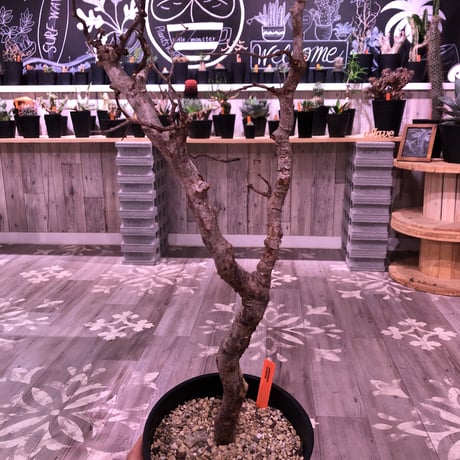 commiphora   monstrosa《 L size》芽吹き&発根済み株！