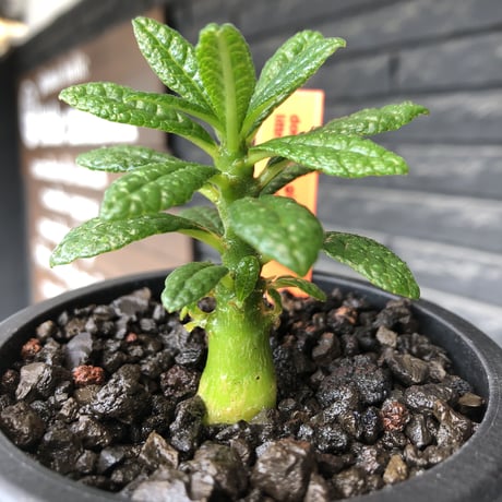 希少‼︎ dorstenia gigas《S size》littmon  seed🌱（実生株）※将来へ充分高期待できる人気者選抜株‼︎ ※mad black pot植え