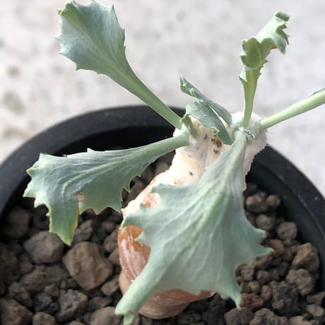 othonna cyclophylla《M size》※現地球株発根済※淡い冬型らしいカラーのギザギザ葉がかわいいシクロフィラ※black pot植え