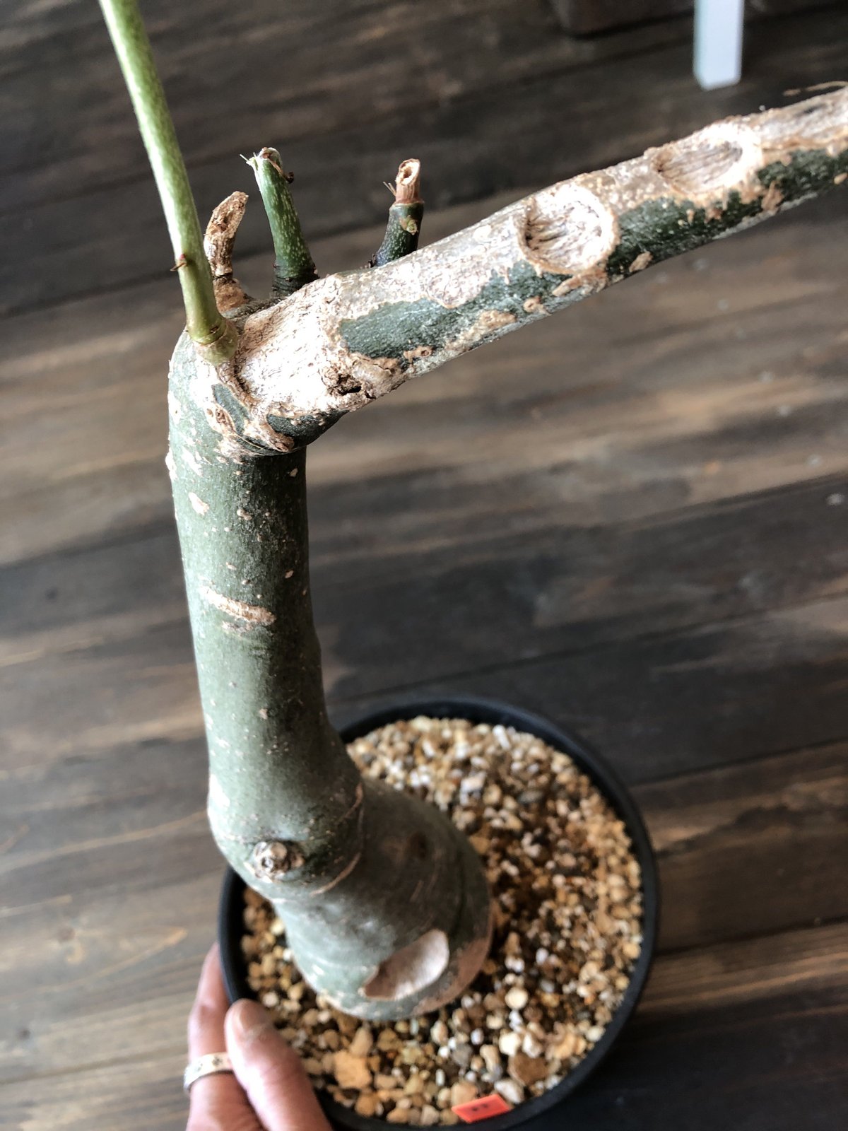 adenia epigea 希少株‼︎ | plants holic 