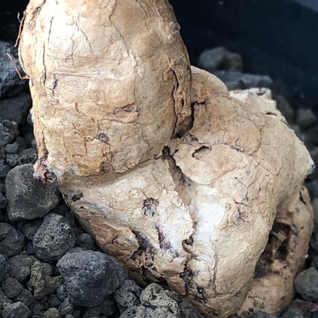 pelargonium  nova《L size》※現地球株発根済※丁度年月かけ脱皮後のためツルツル表皮も愛らしい大株※black pot植え