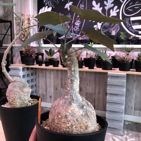 adenia    stylosa《M  size》発根済み株　再入荷分‼︎