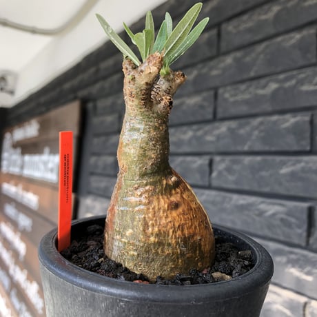 pachypodium gracilius《大きめS size》希少‼︎green肌＆現地焼け肌※現地球発根後店主国内管理2年株※かわいい樹形に荒々しい現地焼けも魅力※mad black pot植え